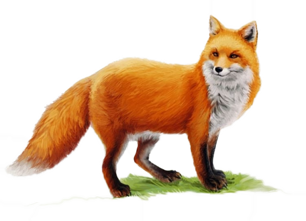 Лиса на прозрачном фоне