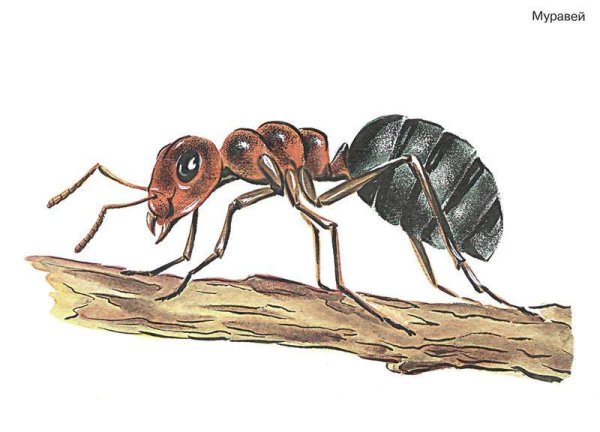 Муравей иллюстрация