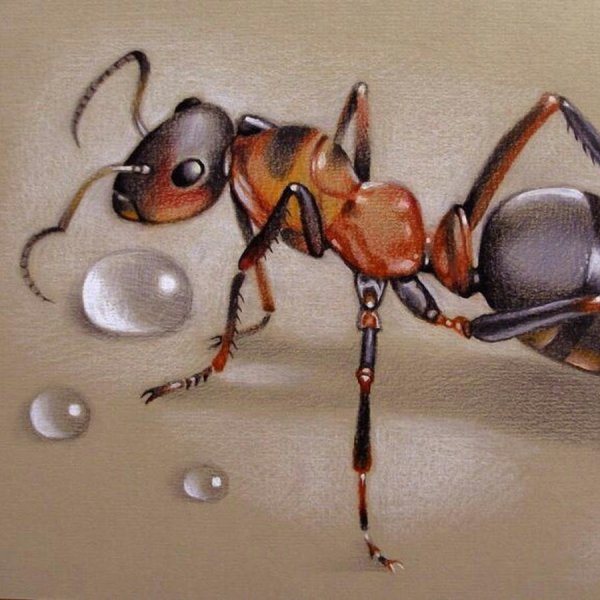 Муравей вышивка