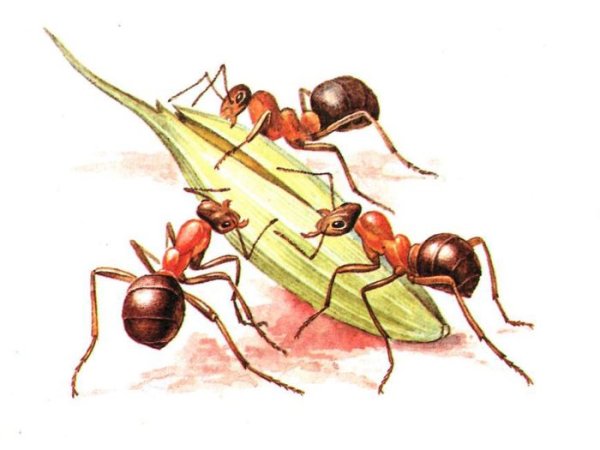Муравей картинка для детей