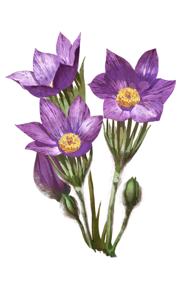 Прострел Луговой сон-трава рисунок