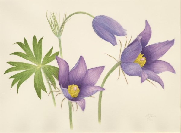 Прострел листья