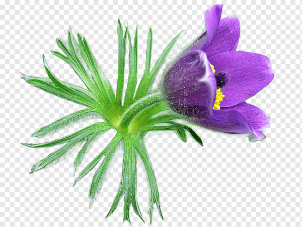 Прострел фиолетовый