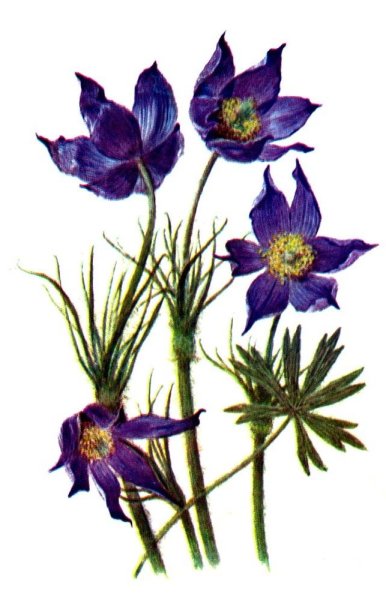 Прострел узколистный