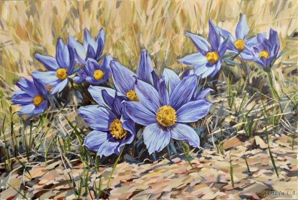 Прострел Крымский акварель