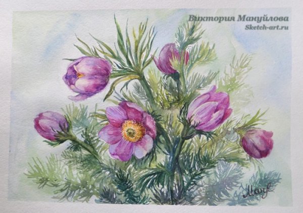 Прострел Луговой Ботанический рисунок