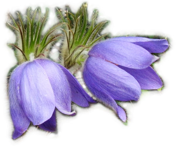 Прострел сон трава рисунок