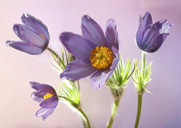 Сон трава на прозрачном фоне