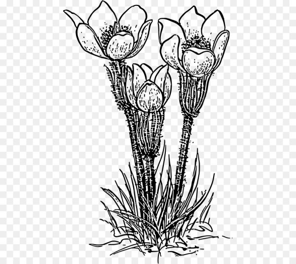 Сон трава раскраска