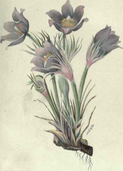 Прострел Ботаническая иллюстрация