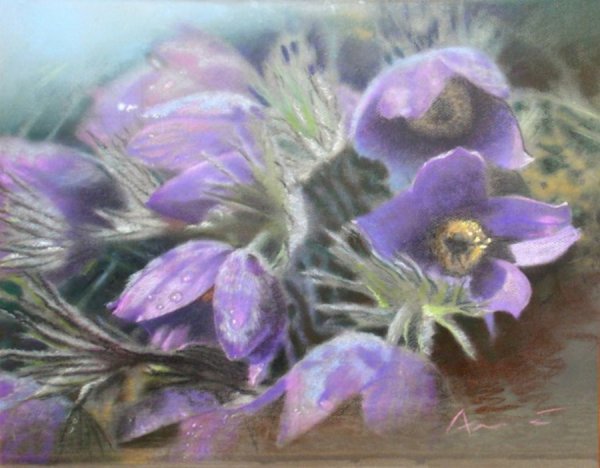 Живопись прострел Луговой