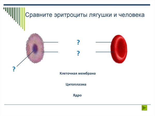 Строение эритроцита крови лягушки