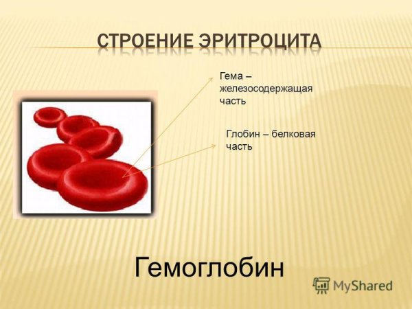 Форма и строение эритроцитов человека