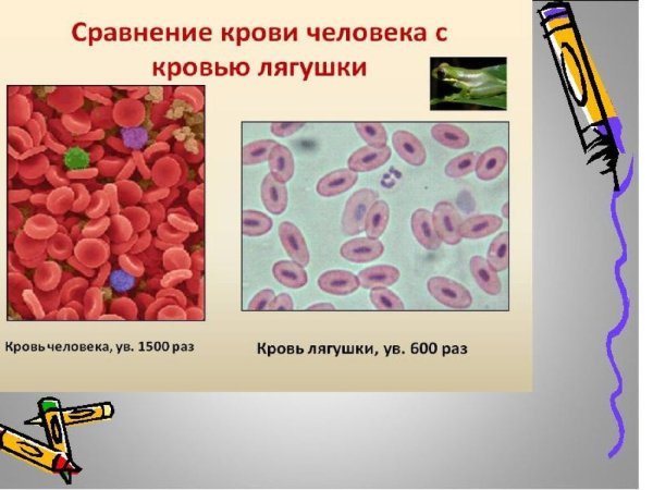 Строение крови под микроскопом