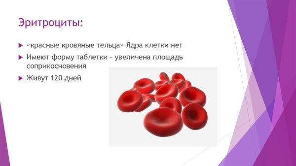Эритроциты биология 8 класс