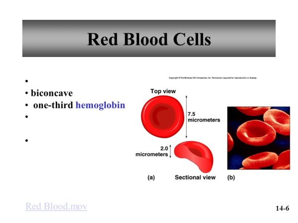 Зарисуйте эритроцит