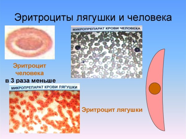 Строение эритроцитов лягушки рисунок
