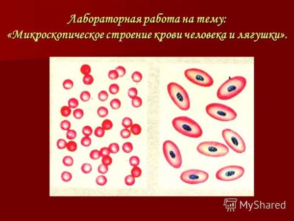 Строение крови лягушки