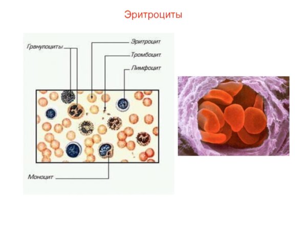 Строение эритроцита человека схема