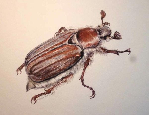 Майский Жук хрущ Майский рисунок