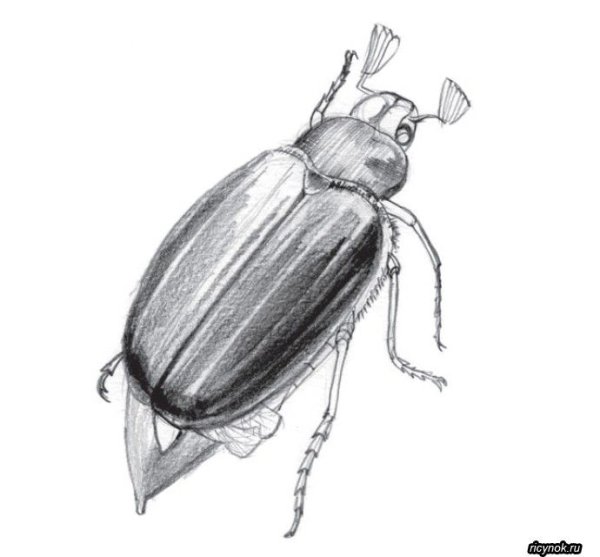 Майский Жук хрущ Майский рисунок