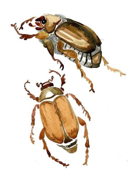 Жук хрущ для детей
