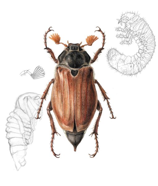 Нарисовать Майский хрущ