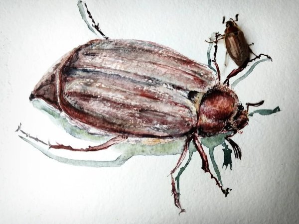 Майский Жук хрущ рисунок