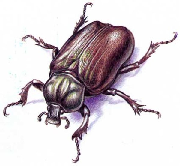 Майский Жук хрущ рисунок