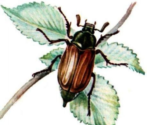Майский Жук хрущ рисунок