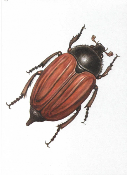 Майский хрущ мультяшная