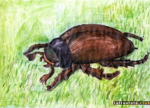 Хрущ Майский Жук детский рисунок