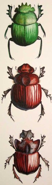 Жук рисунок карандашом цветной