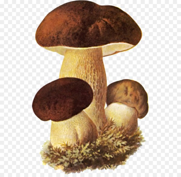 Гриб Боровик для детей