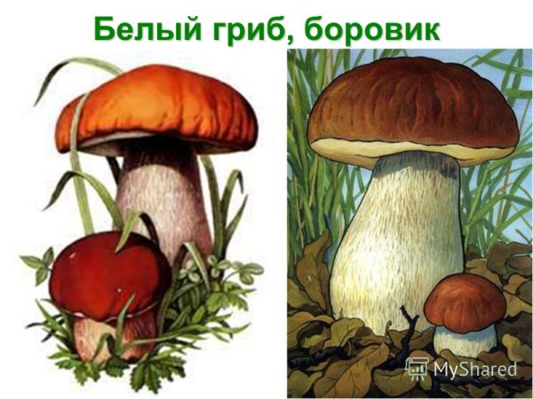 Боровик гриб для детей дошкольников