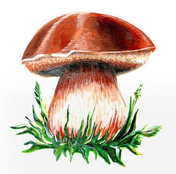 Грибы для детского сада