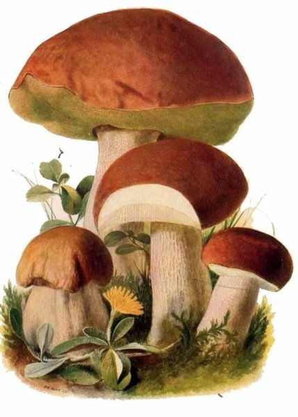 Белый гриб Боровик на белом фоне