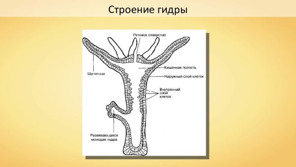 Внешнее строение пресноводной гидры