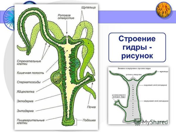 Внутреннее строение гидры пресноводной