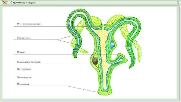 Гидра биология строение
