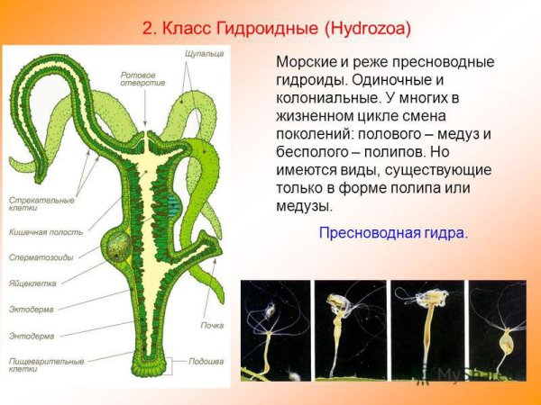 Гидроидные полипы строение