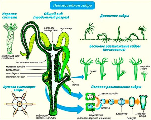 Полип гидра размножение
