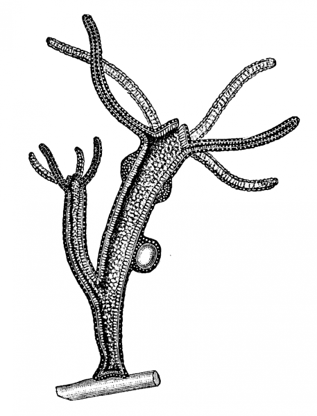 Пресноводный полип гидра