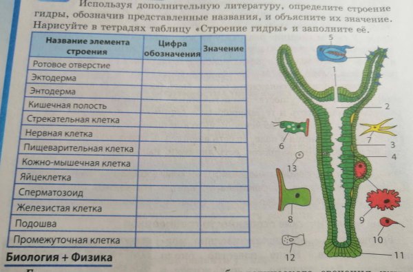 Строение гидры Кишечнополостные