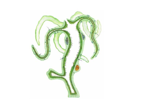 Тип Кишечнополостные гидра