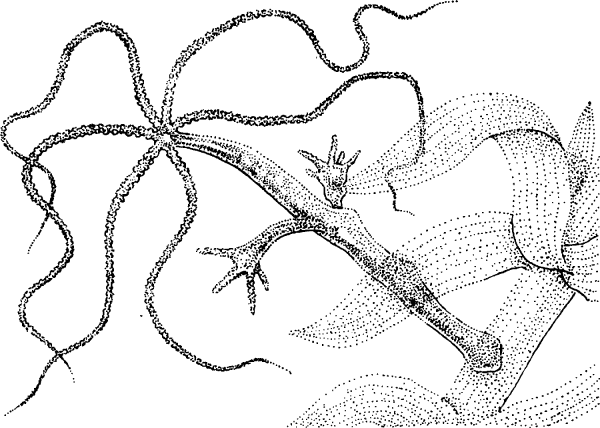 Гидра биология