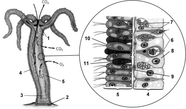 Гидра биология строение