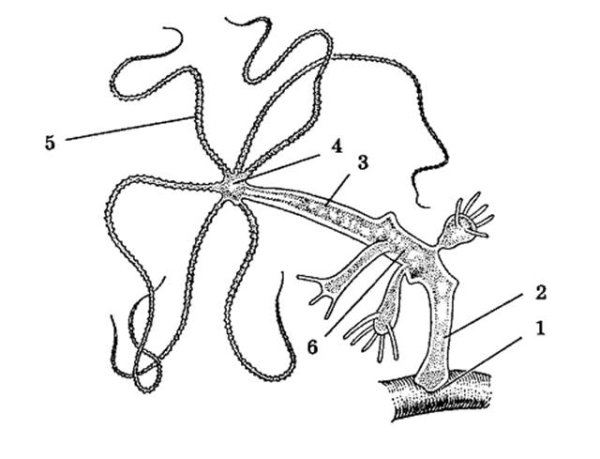 Строение гидры ЕГЭ биология