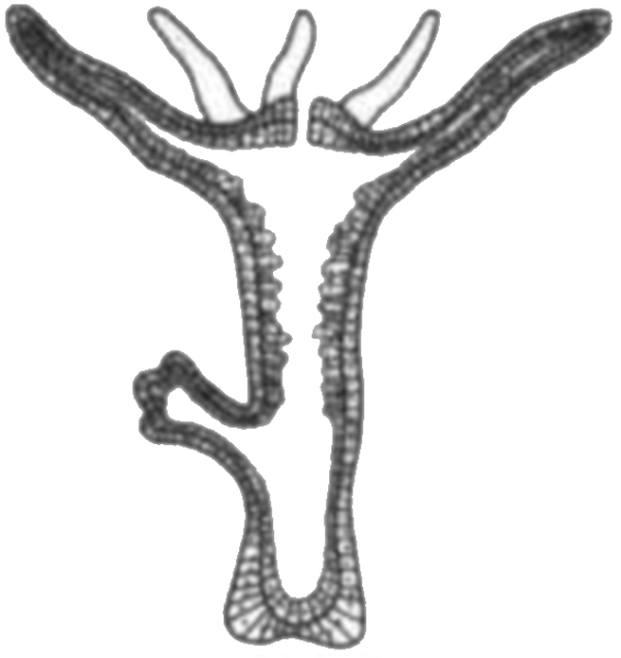 Гидра Пресноводная строение