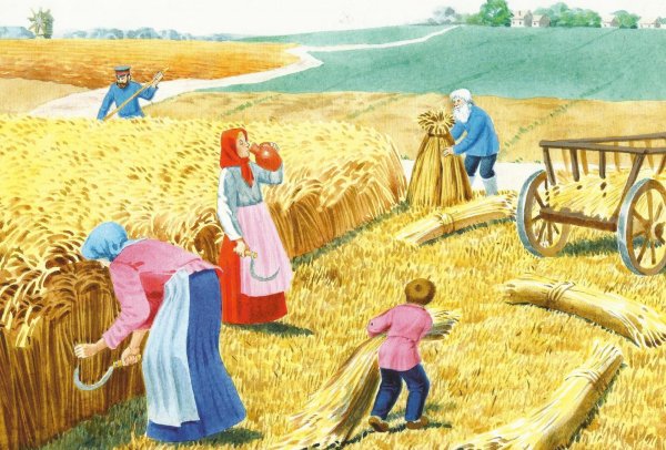 Косят пшеницу